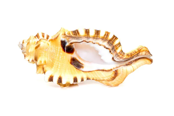 Image Lotoria Lotoria Sea Shells Common Name Black Spotted Snail — Stock Photo, Image