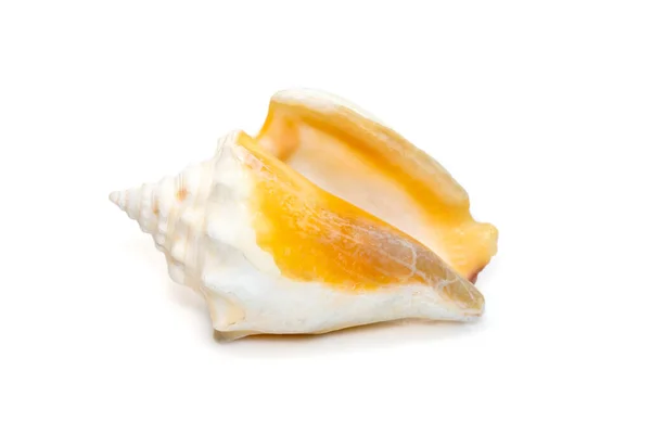 Image Strombus Alatus Sea Shell Florida Fighting Conch Species Medium — Photo