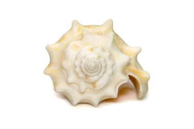 Image of strombus alatus sea shell, the Florida fighting conch, is a species of medium-sized, warm-water sea snail, a marine gastropod mollusk in the family Strombidae, the true conchs isolated on white background. Undersea Animals. Sea Shells.