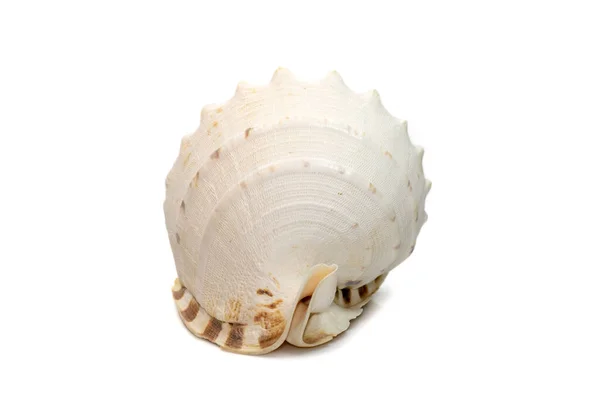 Image Horned Helmet Sea Shells Cassis Cornuta Species Extremely Large — Stock Photo, Image