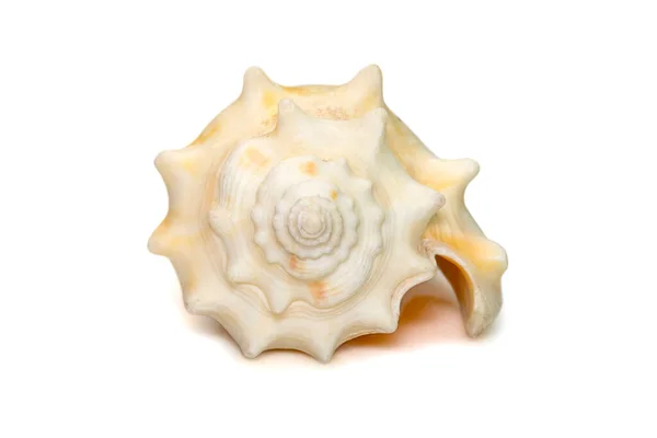 Изображение Strombus Alatus Sea Shell Флоридская Боевая Раковина Представляет Собой — стоковое фото