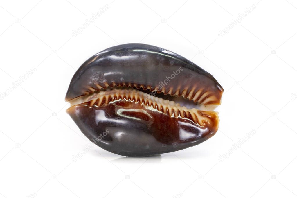 Mauritia mauritiana, common names the humpback cowry, chocolate cowry, mourning cowry and Mauritius cowry, is a species of tropical sea snail, a cowry, a marine gastropod mollusc in the family Cypraeidae, the cowries