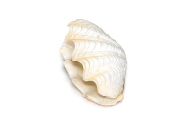 Image of seashells clam pearled on a white background. Undersea Animals. Sea Shells.