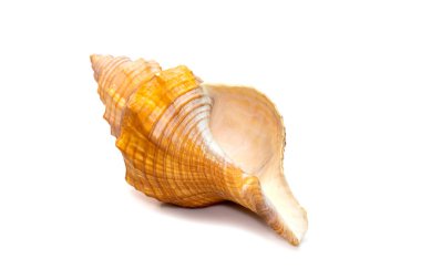 Image of Trapezium Horse Conch / Striped Fox Conch seashell (Pleuroploca trapezium) isolated on white background. Undersea Animals. Sea Shells.