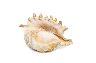 Image of Millipede spider conch (Lambis millepeda) isolated on white background. Sea snail. Undersea Animals. Sea Shells.