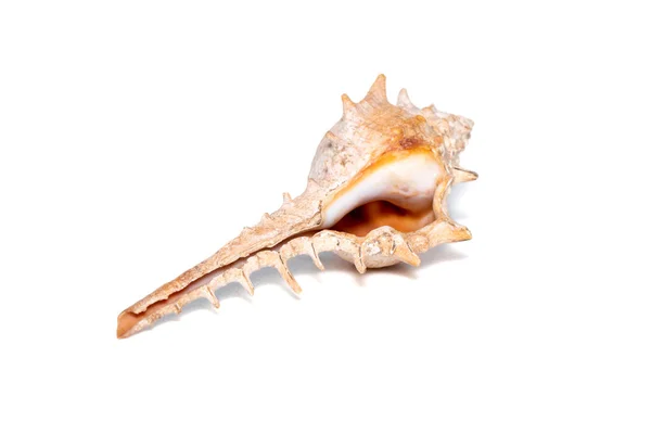 Image Thorn Conch Shell Murex Trapa White Background Undersea Animals — Stock Photo, Image