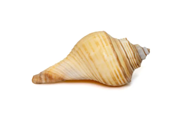 Image Hemifusus Sea Shells Genus Marine Gastropod Mollusks Family Melongenidae — Stock Photo, Image