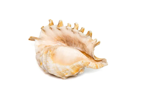 Image Millipede Spider Conch Lambis Millepeda Isolated White Background Sea — Zdjęcie stockowe
