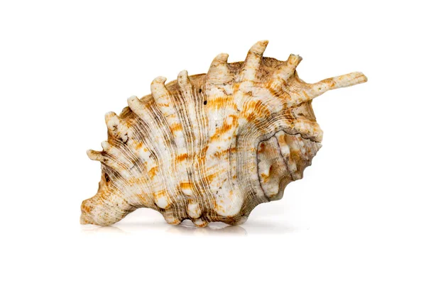 Image Millipede Spider Conch Lambis Millepeda Isolated White Background Sea — Stock Photo, Image