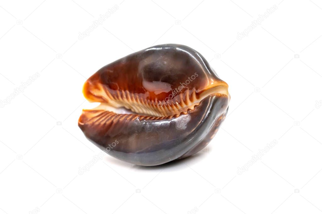 Mauritia mauritiana, common names the humpback cowry, chocolate cowry, mourning cowry and Mauritius cowry, is a species of tropical sea snail, a cowry, a marine gastropod mollusc in the family Cypraeidae, the cowries