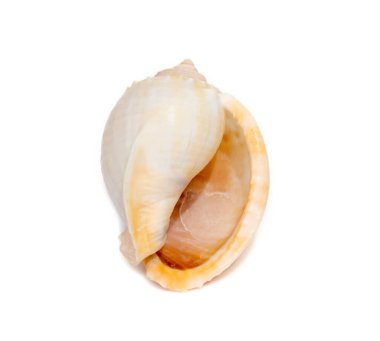 Image of phalium glaucum shell, common name the grey bonnet or glaucus bonnet, is a species of large sea snail, a marine gastropod mollusk in the family Cassidae, the helmet snails and bonnet snails isolated on white background. Undersea Animals. Sea