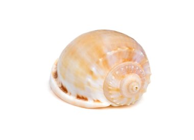 Image of phalium glaucum shell, common name the grey bonnet or glaucus bonnet, is a species of large sea snail, a marine gastropod mollusk in the family Cassidae, the helmet snails and bonnet snails isolated on white background. Undersea Animals. Sea
