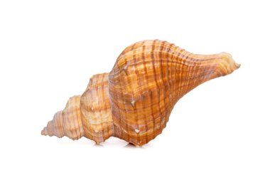 Image of Trapezium Horse Conch / Striped Fox Conch seashell (Pleuroploca trapezium) isolated on white background. Undersea Animals. Sea Shells.