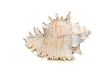 Image of chicore us ramosus, common name the ramose murex or branched murex, is a species of predatory sea snail, a marine gastropod mollusk in the family Muricidae. Undersea Animals. Sea Shells.