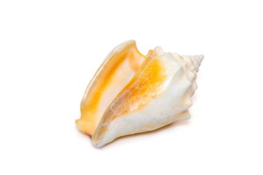 Image of strombus alatus sea shell, the Florida fighting conch, is a species of medium-sized, warm-water sea snail, a marine gastropod mollusk in the family Strombidae, the true conchs isolated on white background. Undersea Animals. Sea Shells.