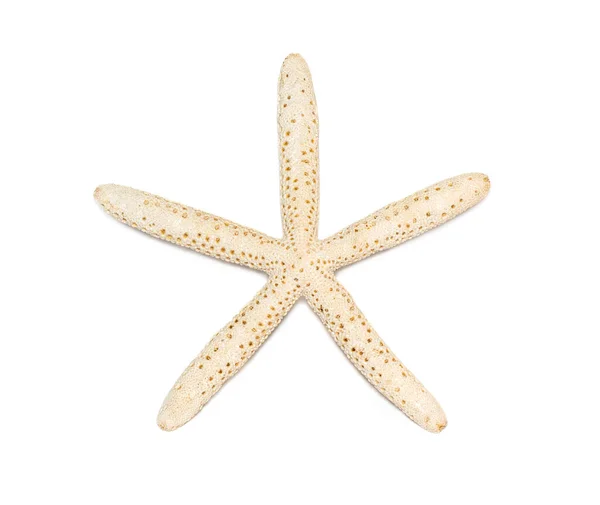 Imagen Una Estrella Mar Blanca Aislada Sobre Fondo Blanco Estrellas —  Fotos de Stock