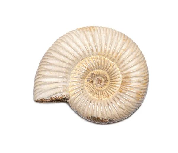 Image Ammonite White Background Fossil Sea Shells — Stok fotoğraf