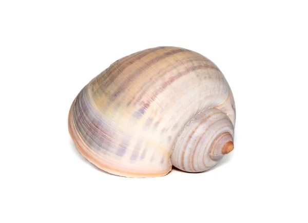 Image Large Empty Ocean Snail Shell White Background Undersea Animals — Foto Stock