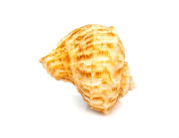 Image Seashell Rapana Rapiformis White Background Undersea Animals Sea Shells — Zdjęcie stockowe