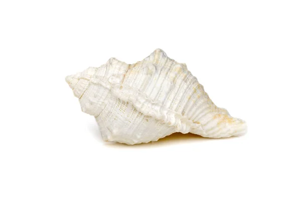 Image White Conch Seashells White Background Undersea Animals Sea Shells — Foto Stock