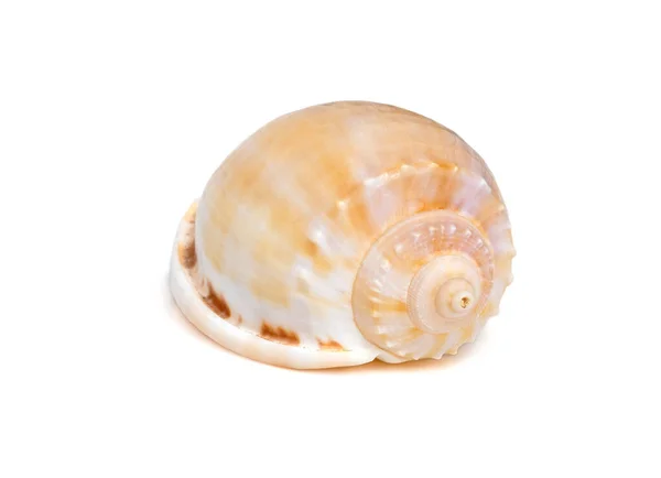 Image Phalium Glaucum Shell Загальна Назва Сірий Капелюшок Або Капот — стокове фото