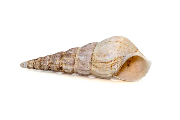 Image Rhinoclavis Aspera Species Sea Snail Marine Gastropod Mollusk Family — Foto de Stock