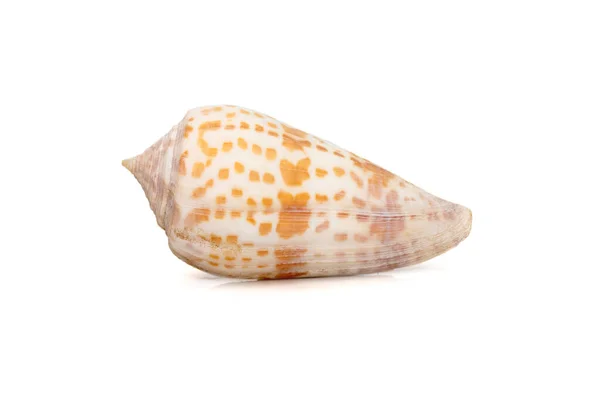 Image Conus Tessulatus Common Name Tessellated Cone Species Sea Snail — Zdjęcie stockowe