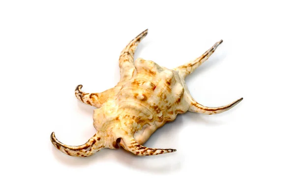 Image Lambis Chiragra Harpago Chiragra Sea Shell Family Strombidae Isolated — Stock Photo, Image