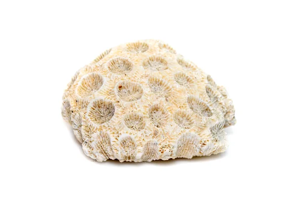 Image Coral Cubes White Background Undersea Animals —  Fotos de Stock