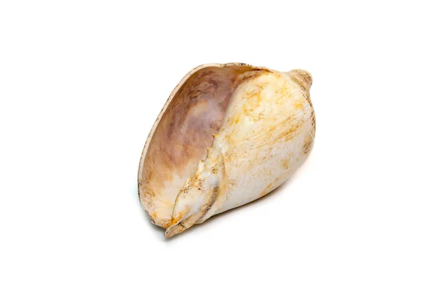 Image White Conch Shell Isolated White Background Undersea Animals Sea — Stockfoto