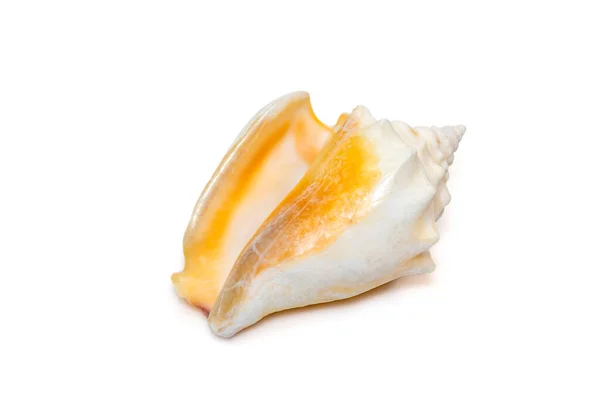Image Strombus Alatus Sea Shell Florida Fighting Conch Species Medium — Zdjęcie stockowe