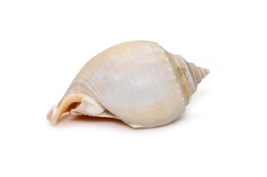 Image of phalium glaucum shell, common name the grey bonnet or glaucus bonnet, is a species of large sea snail, a marine gastropod mollusk in the family Cassidae, the helmet snails and bonnet snails isolated on white background. Undersea Animals. Sea