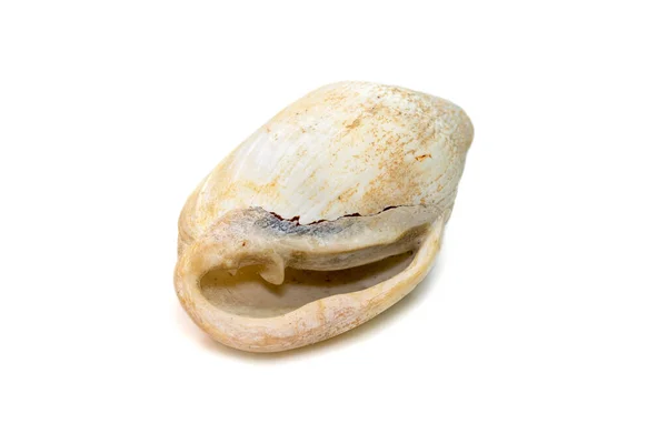 Image Very Old White Phalium Granulatum Sea Shell Isolated White —  Fotos de Stock
