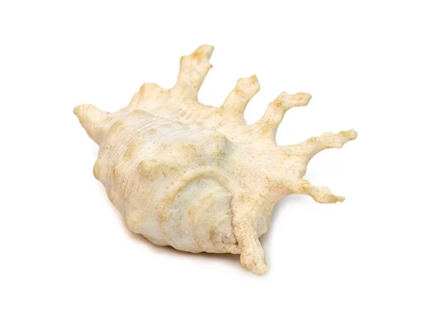 Image Lambis Scorpius Sea Shell Common Name Scorpion Conch Scorpion — Stock Photo, Image