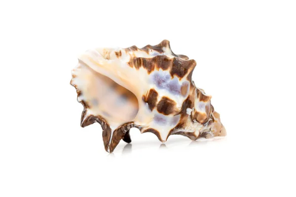 Image Reishia Bitubercularis Sea Shells Common Names Bituberculate Rock Shell — 图库照片