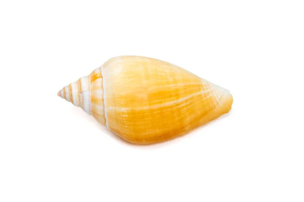 Laevistrombus Canarium Commonly Known Dog Conch Its Better Known Synonym — Zdjęcie stockowe