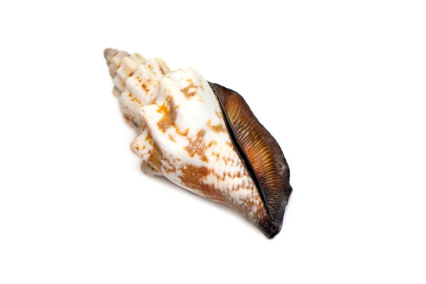 Image Canarium Urceus Species Sea Snail Marine Gastropod Mollusk Family — Stock fotografie