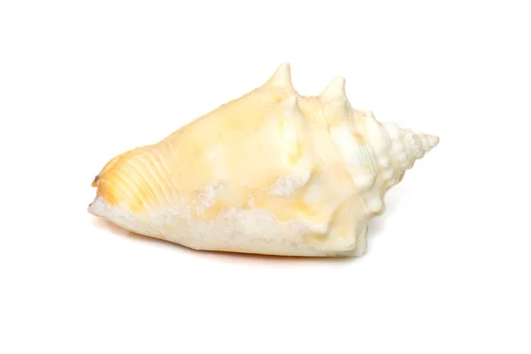 Image Strombus Alatus Sea Shell Florida Fighting Conch Species Medium — Photo