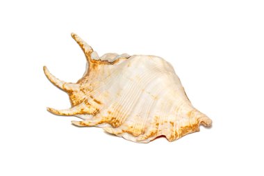 Image of spider conch seashell (Lambis truncata) on a white background. Sea shells. Undersea Animals.