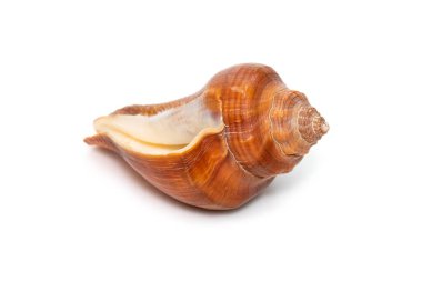 Image of pugilina cochlidium (Spiral melongena) on a white background. Red Sea Snail. Undersea Animals. Sea Shells.