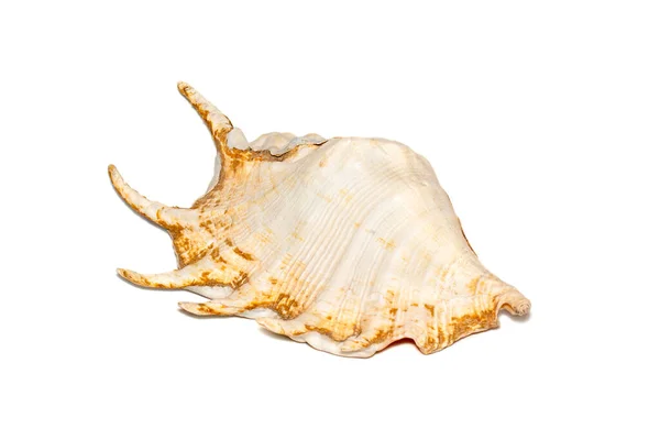 Image Spider Conch Seashell Lambis Truncata White Background Sea Shells — Stock fotografie