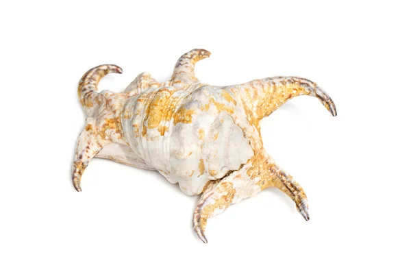 Image Lambis Chiragra Harpago Chiragra White Background Undersea Animals Sea — Stockfoto