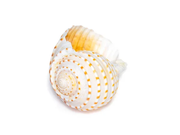 Image Seashells Tonna Tesselata White Background Undersea Animals Sea Shells — Zdjęcie stockowe