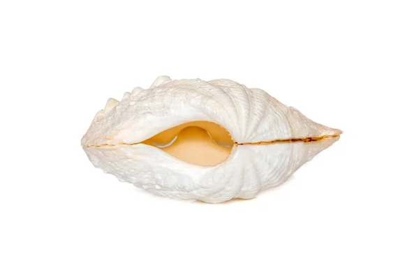 Image Seashells Clam Pearled White Background Undersea Animals Sea Shells — Fotografia de Stock