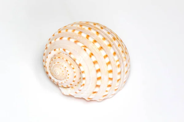 Image Seashells Tonna Tesselata White Background Undersea Animals Sea Shells — Foto de Stock