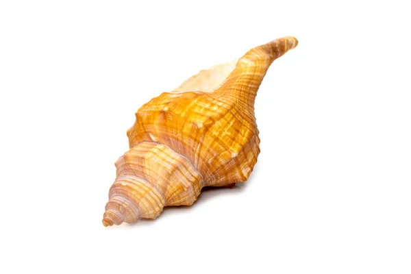 Image Trapezium Horse Conch Striped Fox Conch Seashell Pleuroploca Trapezium — Zdjęcie stockowe