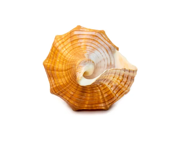 Изображение Trapezium Horse Conch Striped Fox Conch Seashell Pleuroploca Trapezium — стоковое фото
