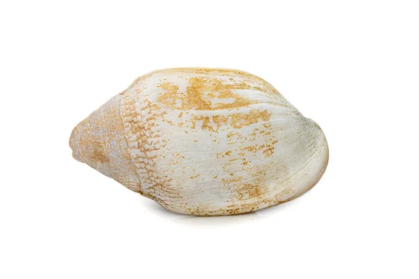 Image Very Old White Phalium Granulatum Sea Shell Isolated White —  Fotos de Stock
