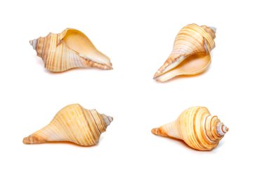 Hemifusus deniz kabukları, Melongenidae familyasından beyaz arka planda izole edilmiş bir deniz gastropod yumuşakçaları cinsidir. Deniz altı hayvanları. Deniz Kabukları.