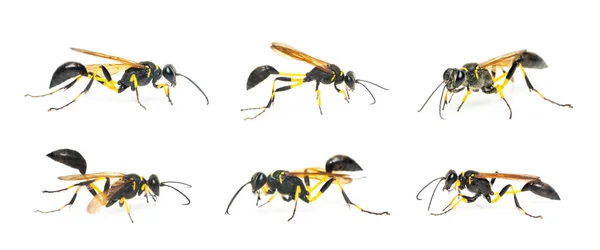 Groep Modderdauber Wespen Sphecidae Geïsoleerd Witte Achtergrond Insect Dierlijk — Stockfoto